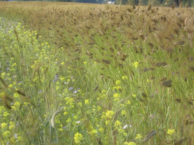 biohof-rietzler-bayern-blumenfeld