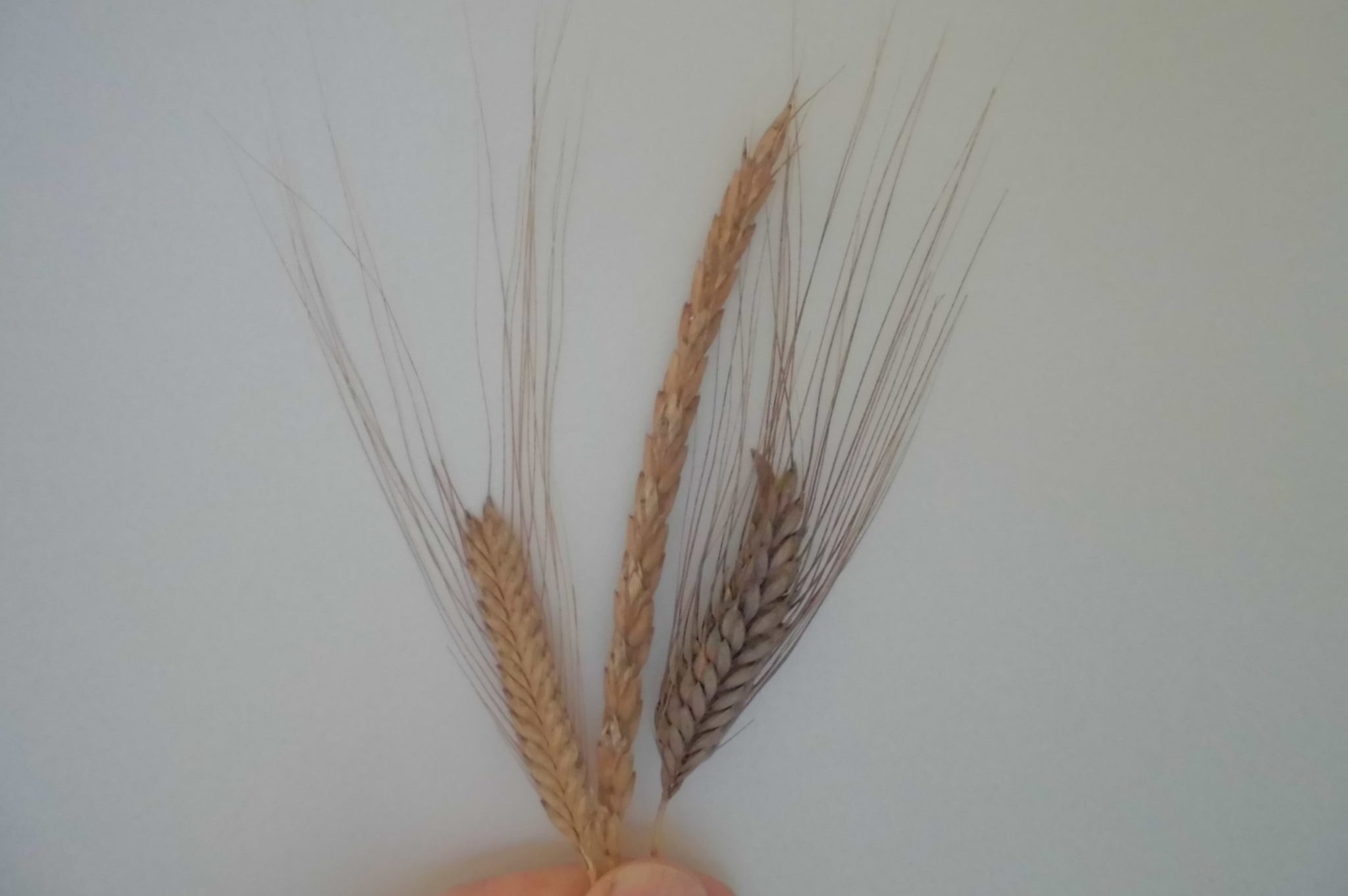 cropped-biohof-rietzler-einkorn-emmer-scaled-e1609921555307.jpg